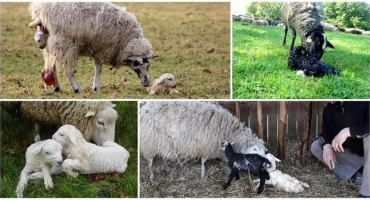 Jak dlouho se čeká na ovečku dlouhosrsté ovečky a jak probíhá porod doma